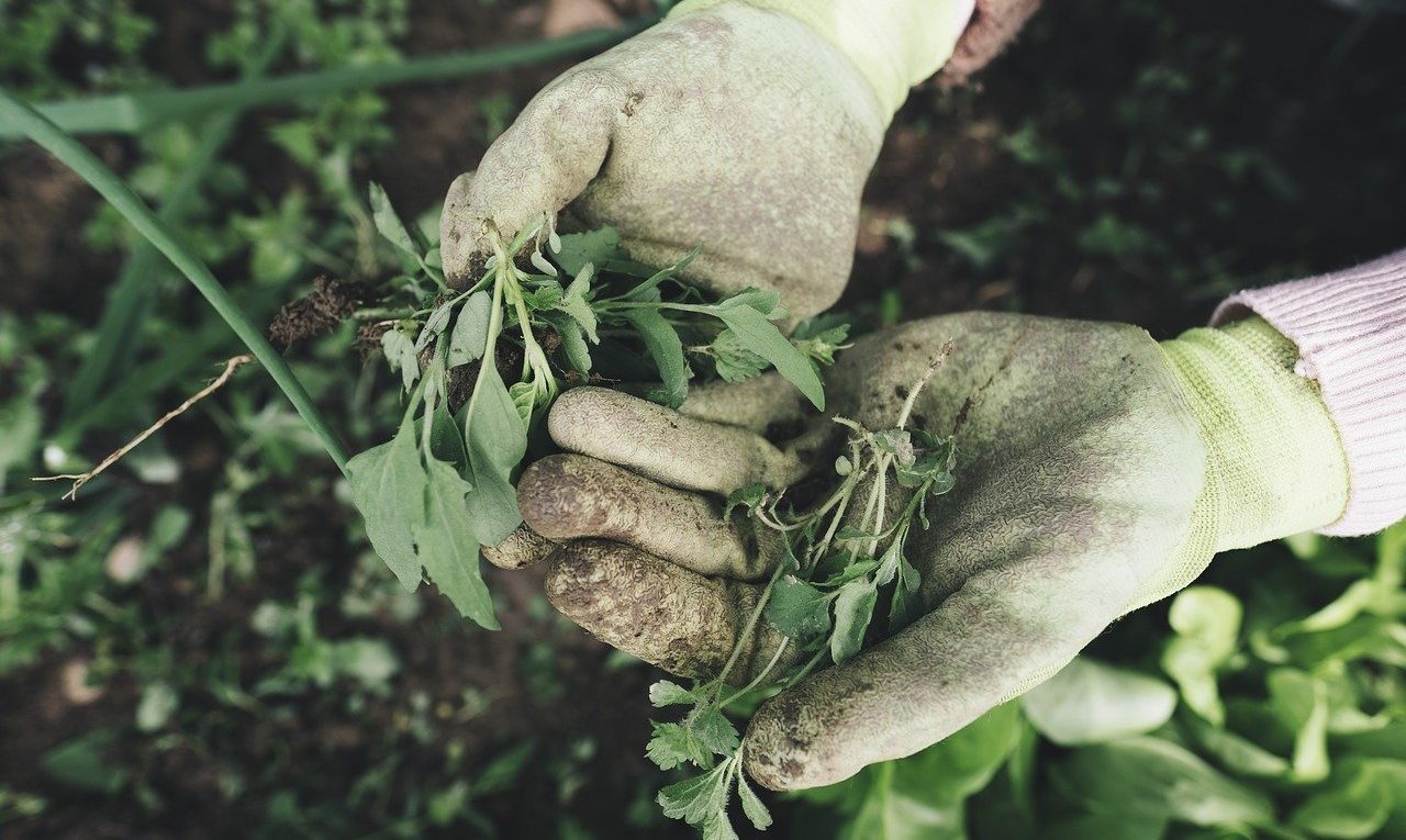 Agricoltura con i guanti