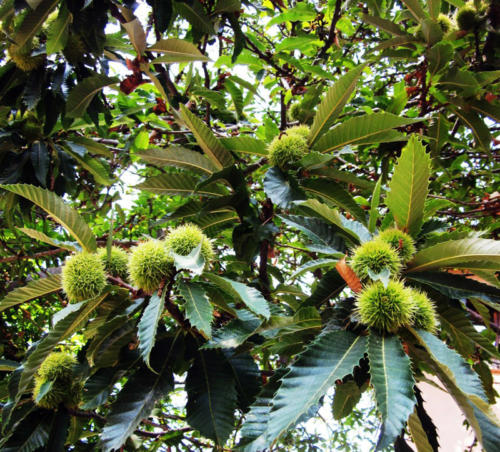 Castagne